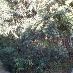 DSCN8636